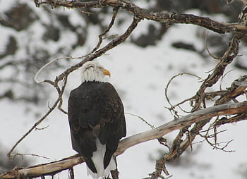 bald eagle, black and white bird, tree branch, snowy backdrop, majestic bird, perched eagle, winter scene, wildlife photography, nature photography, bare branch, outdoor scene