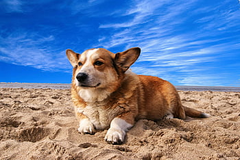pembroke welsh corgi, ležet na písku, Bílý oblak modrá obloha, Slunečná pláž, Témata pro domácí mazlíčky, letní témata, Roztomilý Corgi, plážový pes, venkovní pet, fotografování psů, plážové fotografie