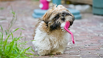 shih tzu, voksen hund, brun og hvid, spille, børste, solskinsdag, nuttet hvalp, legende natur, udendørs scene, kæledyrs pleje, sød hund