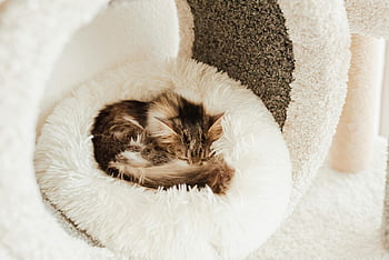 고양이, 쉬고있는, 침대, 메인 쿤, 고양이 새끼, 자고있는, 부드러운, 모호한, 실내, 평화로운, 귀엽다