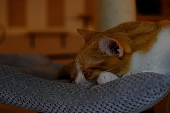 ruskea kissa, nukkuva kissa, rento kissa, sisäinen kissa, pehmeä viltti, kuvioitu viltti, lähikaatikko, sisäinen lemmikki, kodikas kissa, kissa nap, kissan lepo