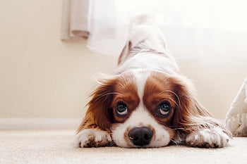 cavalier King Charles Spaniel, puppy, dog, pet, animal, young Dog, domestic Dog, nature, canine, mammal, furry