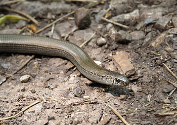 slow Worm, reptile, animal, nature, crawl, ground, creep, nature Conservation, outdoor