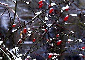 winter, rose Hip, rose Haw, fruits, branches, frost, frosty, wintry, snow, snowy, hoarfrost