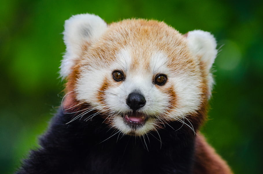 red panda, animal, cute, adorable, sweet, tree, green, endangered species, young, female, zoo