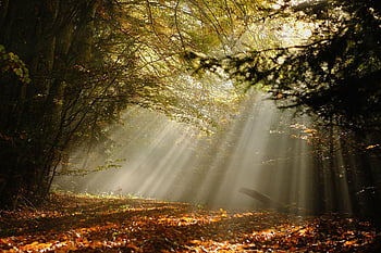forest, forest Glade, fog, glade, sunbeams, fall, autumn Colors, radiant, mystical, nature, landscape