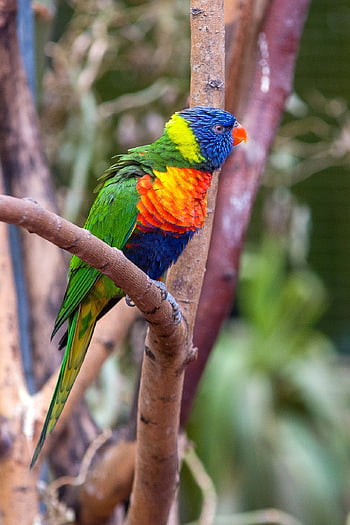 lorikeet, rainbow Lorikeet, parrot, birds, colorful, brush Tongue, nature, colors, active, clownish