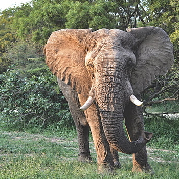 Elefant, Afrika, wild, Safari, Natur, Kenia, Tierwelt, Wildnis, Pflanzenfresser, Elfenbein, Stoßzähne