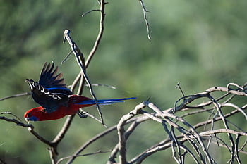 crimson Rosella, platycercus Elegans, bird, wildlife, wild, native, australian, australia, avian, nature, wings
