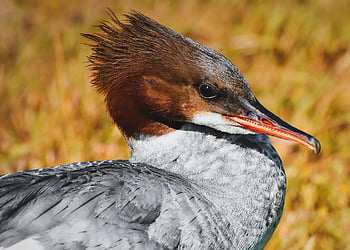merganser, mergus Merganser, duck Bird, duck, male, drake, water Bird, animal, water, bird, nature
