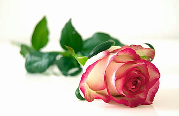 pink and white rose, elegant rose, glossy white surface, green leaves, floral photography, rose flower, pink rose, white rose, flower petals, rose petals, flower arrangement