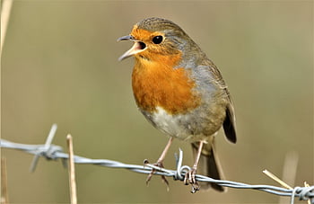 fugl, robin redbreast, robin, gren, europeisk robin, passerine fugl, perched, dyr, natur, hage, dyreliv
