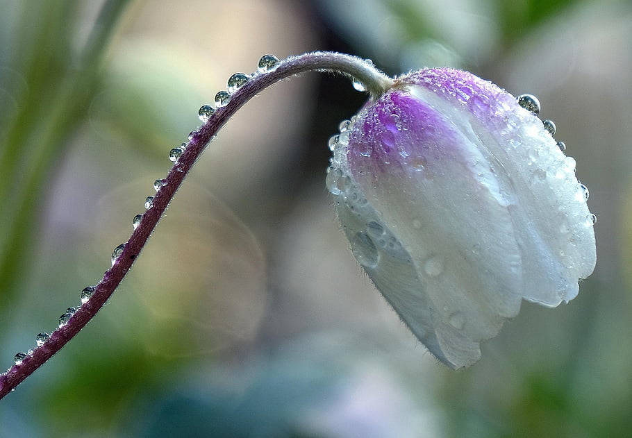 flower, anemone, drops, flower Background, beautiful Flowers, row, garden, flora, nature, botany, bloom