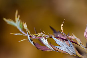 leaves, branch, fall, autumn, autumn Leaves, foliage, stem, plant, nature, closeup