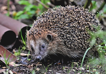 hedgehog, spur, hannah, foraging, nature, nocturnal, cute, animal, prickly, garden