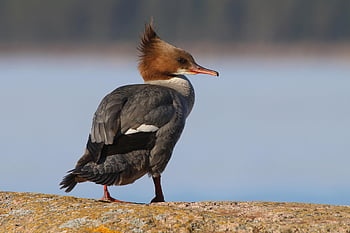 goosander, bird, stone, common Merganser, animal, water Bird, aquatic Bird, wildlife, nature