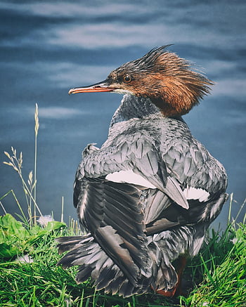 merganser, mergus Merganser, duck Bird, duck, male, drake, water Bird, animal, water, bird, nature