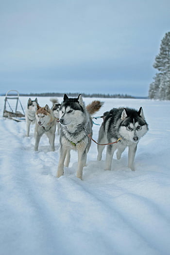 Siberian Huskies, sled pulling, snowy terrain, winter landscape, remote landscape, husky dogs, dog sled, winter activity, snow-covered ground, outdoor adventure, team of huskies