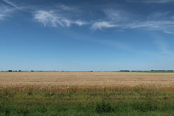pšenice, pole, venkovský, hospodařit, půdy, zemědělské půdy, pláně, zemědělství, venkov, Severní Dakota, usa