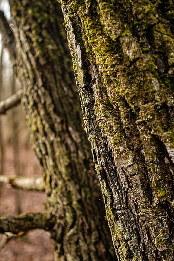 szczekać, drzewo, bagażnik samochodowy, Kora drzewa, pnia drzewa, mech, omszony, omszałe drzewo, Natura, Las, Oddział
