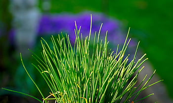 chives, herbs, plant, garden, nature, food, culinary Herbs, healthy, green, fresh, spices