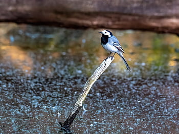 bílý konipas, pták, Příroda, volně žijících živočichů, zvíře, pěvec, peří, sedící, zobák, ornitologie, fauna