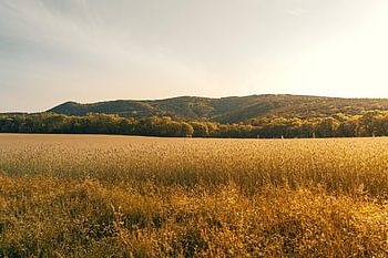 Landwirtschaft, Feld, Farmer, Hügel, sonnig, Sommer-, Sonne, draußen, Wandern, Gehen, Natur