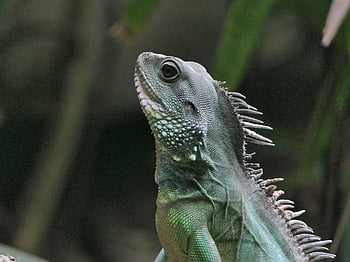 lizard, jungle, reptile, nature, terrarium, exotic, tropical, creature, green, dandruff, wildlife
