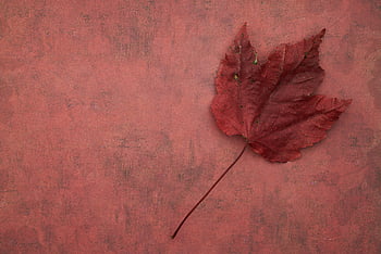 seasonal, leaf, background, red, fall, autumn, maple, flat lay, rustic, copyscape, october