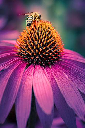 μοβ λουλούδι, coneflower, μέλισσα, λουλούδι ταπετσαρία, όμορφα λουλούδια, σκληρά εργαζόμενος, Κεφαλή μπουλονιού, μοβ coneflower, φόντο λουλουδιών, echinacea, φύση