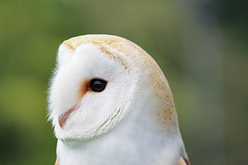 barn Owl, head, bird, owl, animal, bird Of Prey, hunter, raptor, nocturnal, wildlife, nature