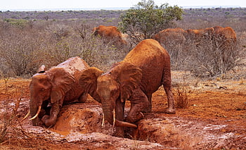 africa, kenya, tsavo East, elephants, safari, wilderness, east Africa