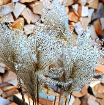 erbe, piante, secco, asciutto, erba secca, decorativo, natura, decorazione, avvicinamento