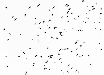 flock of birds, silhouette birds, flying birds, bright sky, natural migration, bird migration, sky birds, flock migration, bird silhouettes, flying silhouettes, bird flock