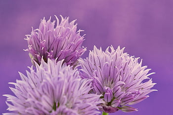 flowers, chives, lila, flora, botany, structure, nature, floral Background, blossom, geburtstag, blütenblätter