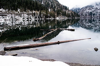 balance Beam, tree, lake, water, nature, firewood, brown, old, forest, landscape, logs