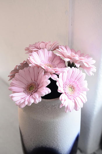 Pembe Gerbera papatyaları, seramik vazo, ev dekoru, taze çiçekler, hassas düzenleme, beyaz vazo, gerbera, Çiçek düzenlemesi, İç Mekan Dekorasyonu, çiçekli vazo, pembe çiçekler