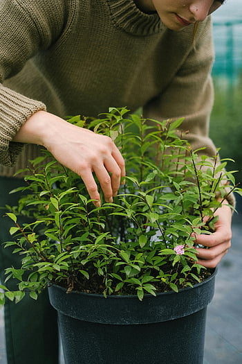 kvinnelig gartner, plante frøplante, potteplante, innendørs hage, stell av grøntområder, hagearbeid, innendørs planter, plantepleie, frøplante omsorg, Grønn tommel, planteentusiast