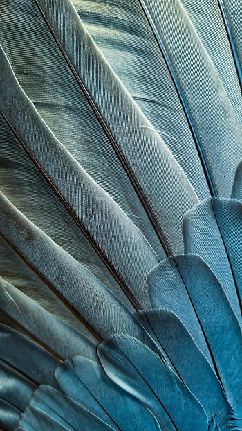blue feathers, close-up, delicate textures, natural light, intricate patterns, feather details, bird feathers, fine textures, feather close-up, blue feather patterns, natural feather textures
