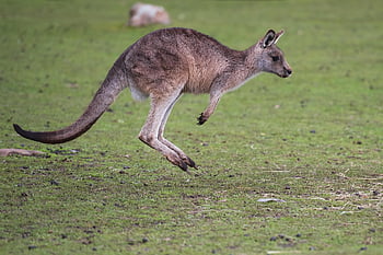 จิงโจ้, จิงโจ้สีเทาตะวันออก, สัตว์, macropus giganteus, สัตว์ตระกูลมาซยูเพียล, macropod, เลี้ยงลูกด้วยนม, ศัตว์ซึ่งกินพืชเป็นอาหาร, ธรรมชาติ, ป่า, การถ่ายภาพสัตว์ป่า