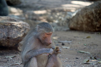 baboon, safari, monkey, wildlife, animal, mammal, nature, primates, sit, sitting