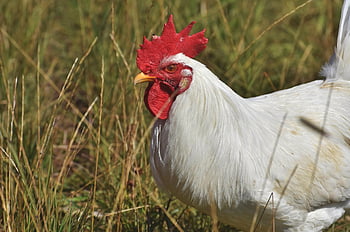 蛇口、 鶏冠、 鳥、 家禽、 櫛、 チキン、 ゴッケル、 牛、 羽毛、 動物、 男らしい