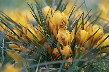 flowers, flower Wallpaper, crocuses, beautiful Flowers, bloom, blossom, nature, flora, meadow, spring, plant