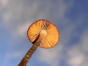 mushroom, fungus, mycology, toadstool, mycelium, plant, organic, forest, mushrooms, soul, magic