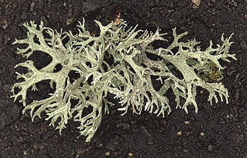 lišejník, Příroda, botanika, růst, kartáč cop, cladonia, Vazy, Vegetační těleso, Symbiont, Fungal Thallus