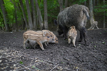 wild Boar, pig, sows, the Animal, nature, zoo, mammals, the Bristles, forest, wild, piglet