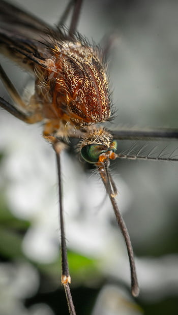 zanzara, avvicinamento, insetto, macrofotografia, alta risoluzione, dettagli intricati, trame vibranti, Dettagli delle zanzare, immagine macro, Primo piano degli insetti, Texture di zanzare