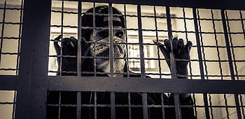 prigione, gangster, catturato, pena, cattività, detenzione, filo spinato, cellula, cella di prigione, crimine, furfante