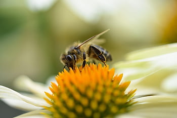 včela, včelí med, hmyz, opylování, entomologie, makro, zblízka, květ, pyl, zvíře