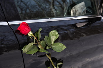 květ, růže, botanika, auto, zastavit, Pozdrav, Černá, pocity, obřad, krása, Příroda